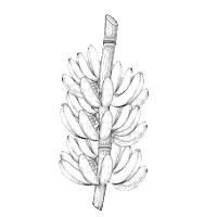 স্বতন্ত্র - কলার ছড়ি