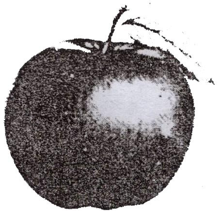 ইনসানিয়াত বিপ্লব বাংলাদেশ - আপেল