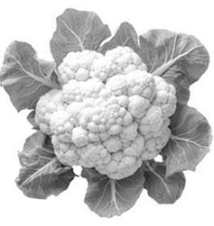 বাংলাদেশ ডেভেলপমেন্ট পার্টি - ফুলকপি